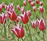 Floricultura em Savassi